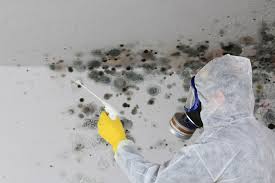 Best Black Mold Removal  in Elburn, IL